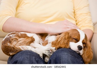 Devoted Woman Petting Sleeping Pet Dog