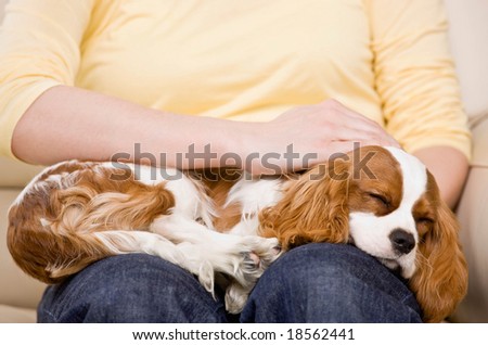 Devoted woman petting sleeping pet dog