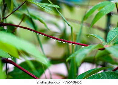 Dew After Rain