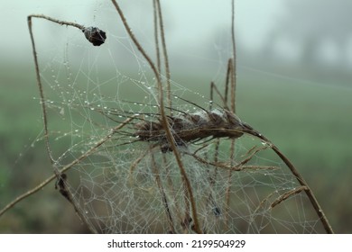 Dew Beads For The Spider Web Master