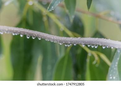 Dew caused by water vapor or moisture in the air that combine together into droplets and fall to the ground. Dew is born at night It was at a low temperature of the air at that time.
