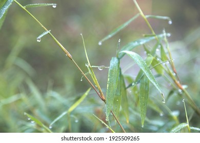 Dew caused by water vapor or moisture in the air that combine together into droplets and fall to the ground. 
