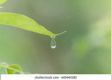 Dew caused by water vapor or moisture in the air that combine together into droplets and fall to the ground. Dew is born at night It was at a low temperature of the air at that time.