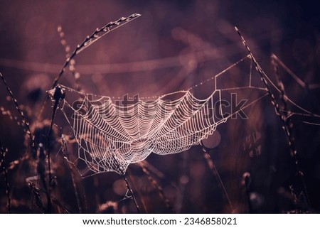 Similar – Image, Stock Photo Lavender BLUE Nature