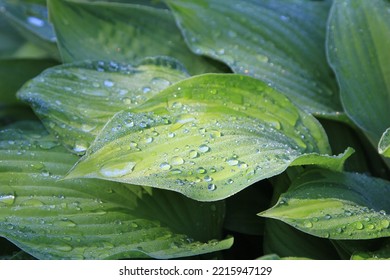 Dew - Covered Leaves Of Variegated Hosta