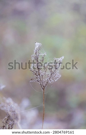 Dew covered spider silk net on dried meadow plant in misty morning light