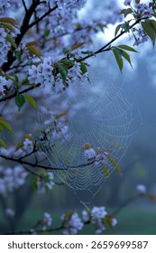 Dew covered spiderweb among cherry blossoms