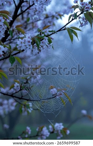 Dew covered spiderweb among cherry blossoms