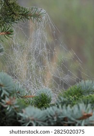 Dew covered spiderweb on a pine tree