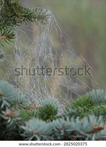 Dew covered spiderweb on a pine tree