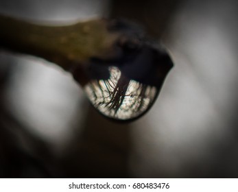 Dew drop 