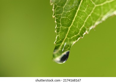 A dew drop hanging from a leaf