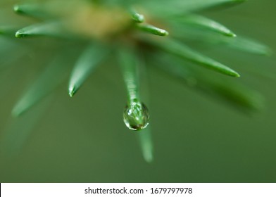
dew drop macro shoot on needle