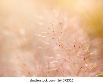 dew drop on grass - Shutterstock ID 164092316