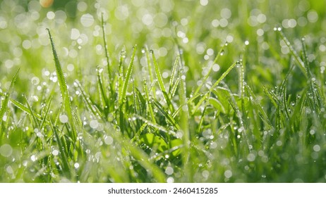 Dew Drop On Green Grass. Fresh Morning Water Dew Drops On Vibrant Green Grass During Sunny Morning. Pan.