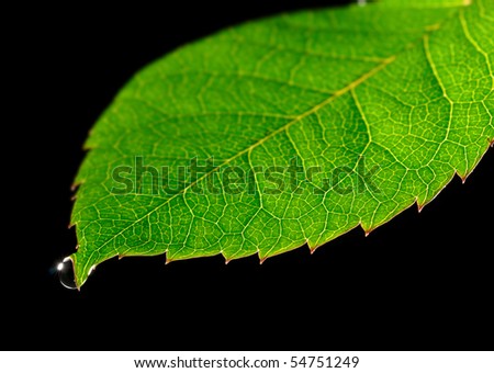 Similar – Image, Stock Photo MINDFULNESS Nature Animal