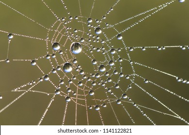 dew drop on spider's web - Powered by Shutterstock