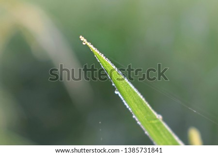 Dew drop in rice leaf (Shishir in Bangla)