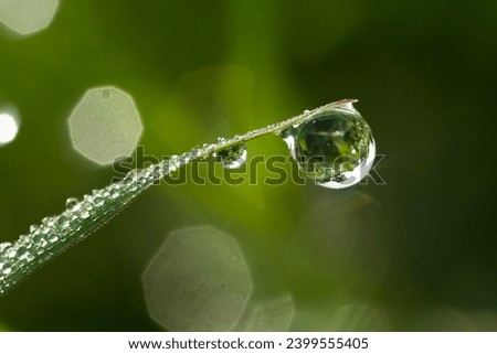 Dew Drops. Dew drops appear to glitter at the tips of the green grass in a tropical grass	