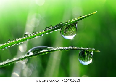 Dew Drops Close Up