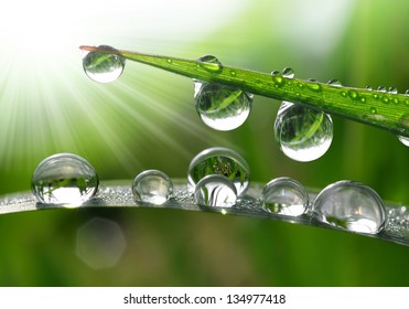 Dew Drops Close Up