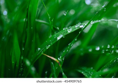 Dew drops close up
