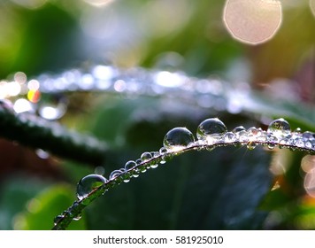 Dew drops closeup