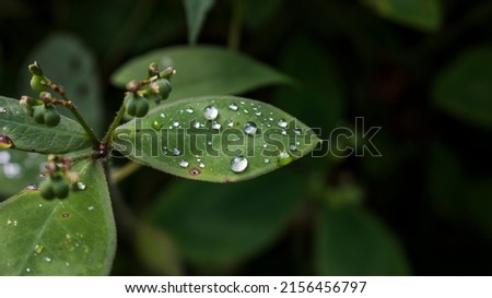 Dew drops in a delicate leaf with green background in the forest