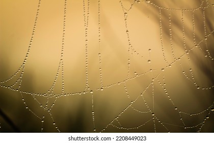 Dew Drops Glisten On Backlit Cobwebs