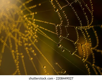 Dew Drops Glisten On Backlit Cobwebs At Sunrise