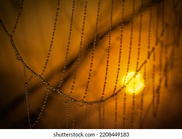 Dew Drops Glisten On Backlit Cobwebs