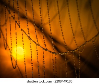 Dew Drops Glisten On Backlit Cobwebs