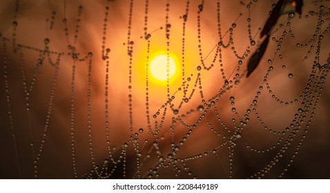 Dew Drops Glisten On Backlit Cobwebs