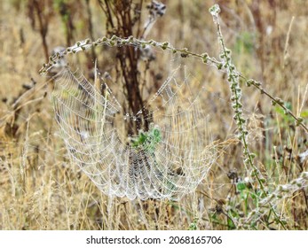 828 Complex spiderweb Images, Stock Photos & Vectors | Shutterstock