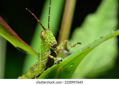 Dew Drops Grasshopper Macro Photo