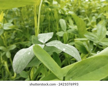 Dew Drops leafs dew on leaf greenery nature cloudy waether