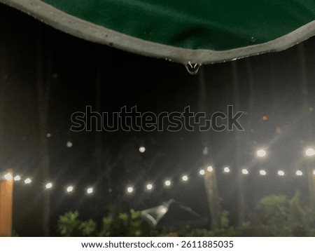 dew drops at night in a forest