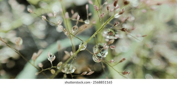 Dew Drops on a Branch, Tiny Water Drops on Green Stem, Close-Up of Dewy Plant, Nature's Jewels, Morning Dew on Plant