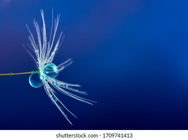 Dew drops on a dandelion flower seed - Shutterstock ID 1709741413