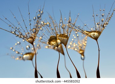 Dew drops on a dandelion seeds close up. - Powered by Shutterstock