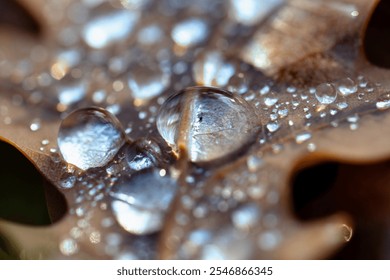 Dew drops on dry oak leaves. Water drops on brown autumn leaves - Powered by Shutterstock