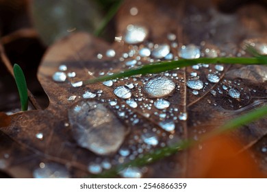 Dew drops on dry oak leaves. Water drops on brown autumn leaves - Powered by Shutterstock