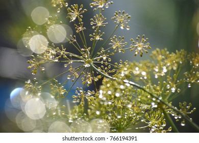 Dew drops on fennel flowers. 