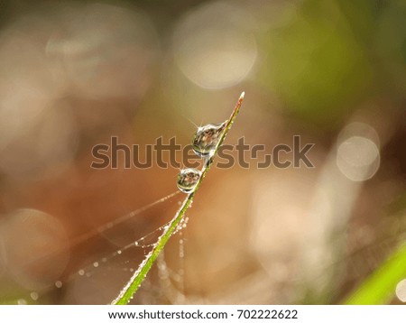 Similar – Foto Bild 100.3 Natur Makroaufnahme