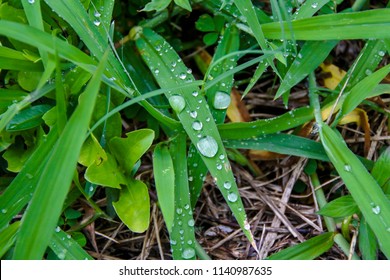 Dew Drops On The Grass Field And Cover Crop During Sunrise In The Morning.