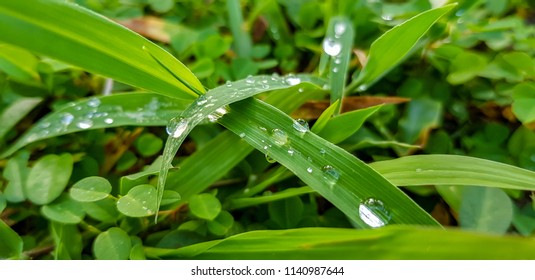 Dew Drops On The Grass Field And Cover Crop During Sunrise In The Morning.