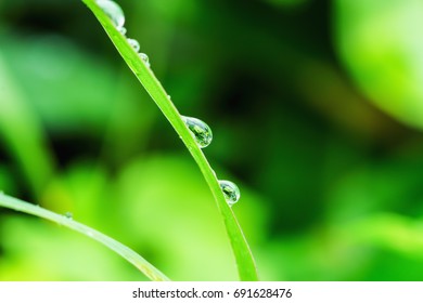 Dew drops on grass   fresh leaves  in  nature - Shutterstock ID 691628476