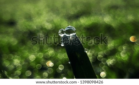 Dew drops on the grass in the morning