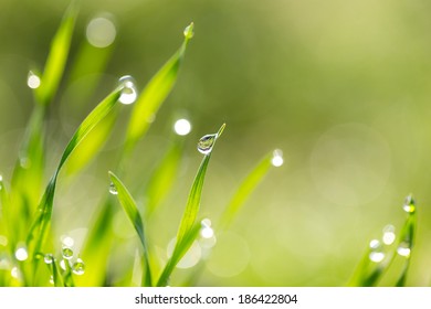 Dew Drops On The Green Grass. Macro