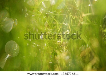 Image, Stock Photo lightning rain Nature